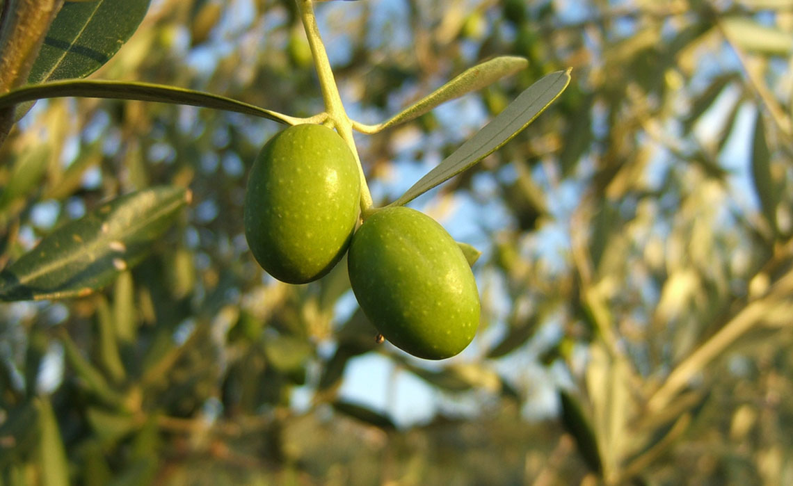 Olive frantoio biologico Santissima Annunziata