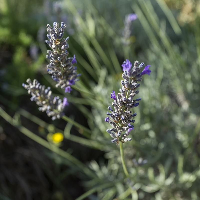 Fiori e Aromi nell'agriturismo Santissima Annunziata