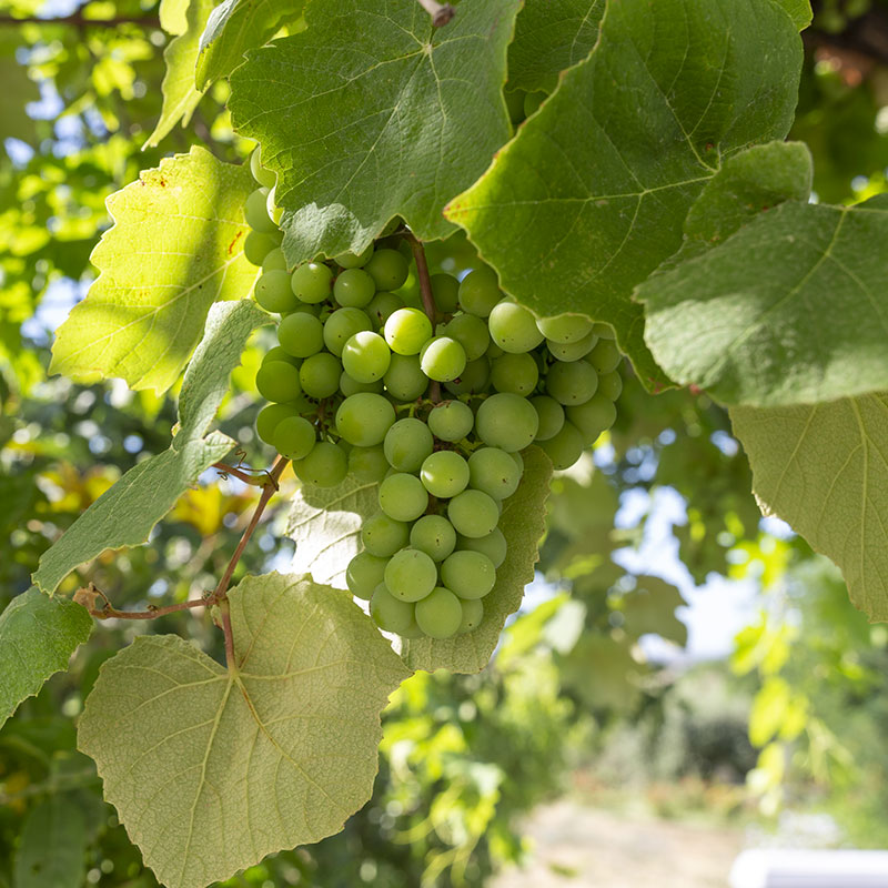 Uva biologica santissima annunziata